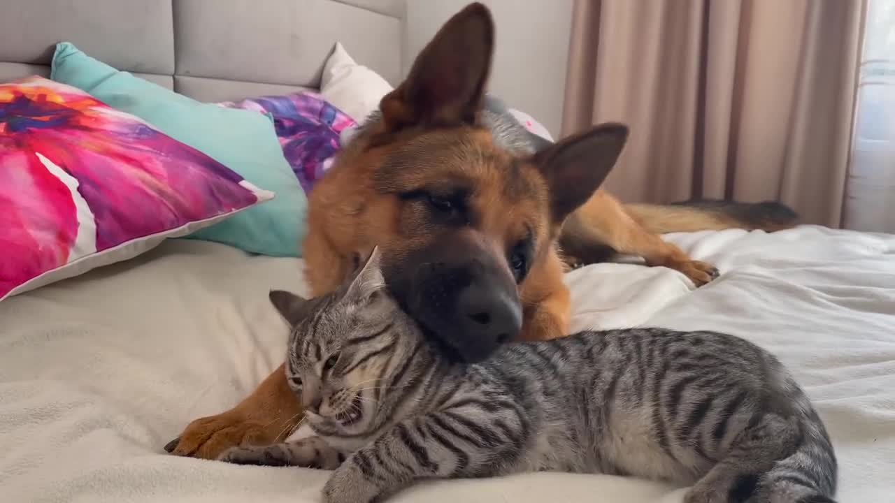 The dog wants attention but the cat ignores it