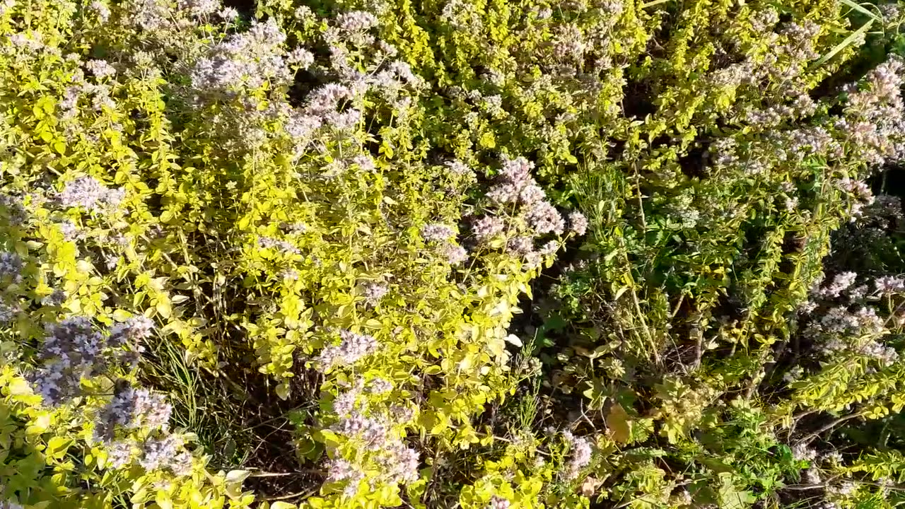 Bienen summen 07/24 im Blumenbeet "Leinestraße"