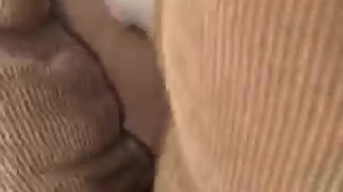 White cat trying to knock down camera