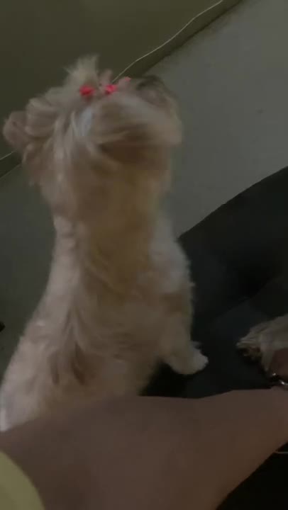 Leo & Luna desperate to go outside