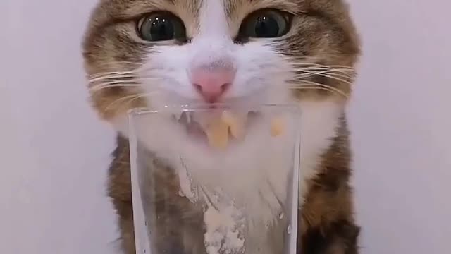 Cute cat