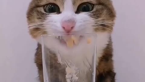 Cute cat