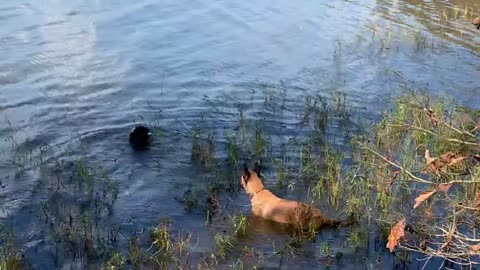 Malinois and poodle retrieve floaty