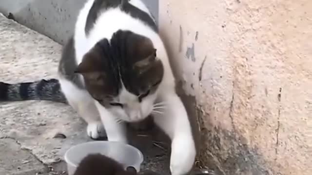 cat and rat fight