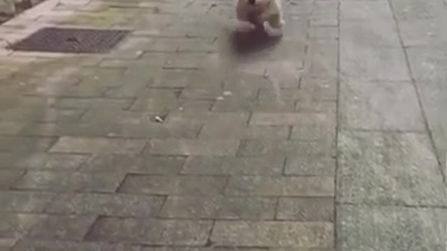 Cute puppy welcome Funny video Viral video Funny meme video