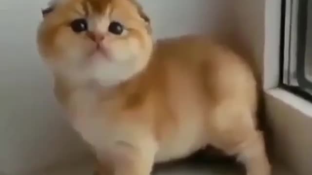 adorable pet