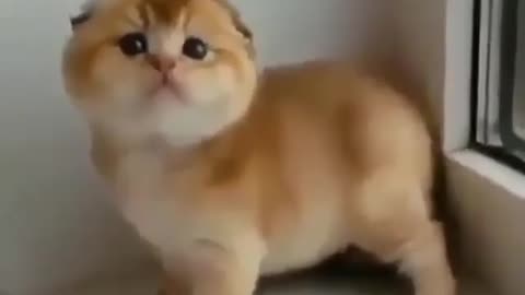 adorable pet