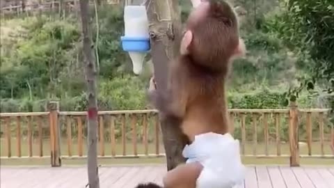 funny Monkey video.