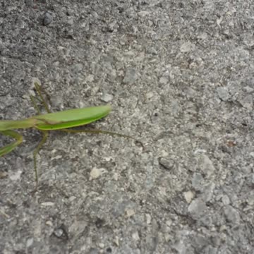 Mr. Praying Mantis