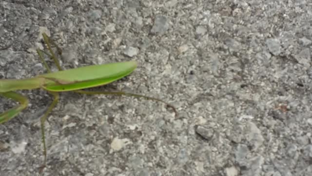 Mr. Praying Mantis