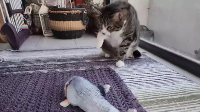 Cats VS Fish Toy. 3 different breeds of cats. 3 different reactions. 1