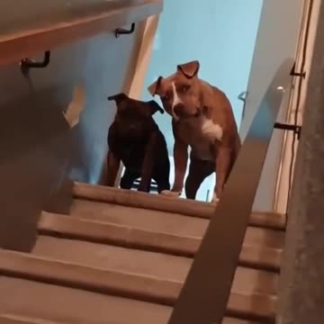 The dog is peeping at you