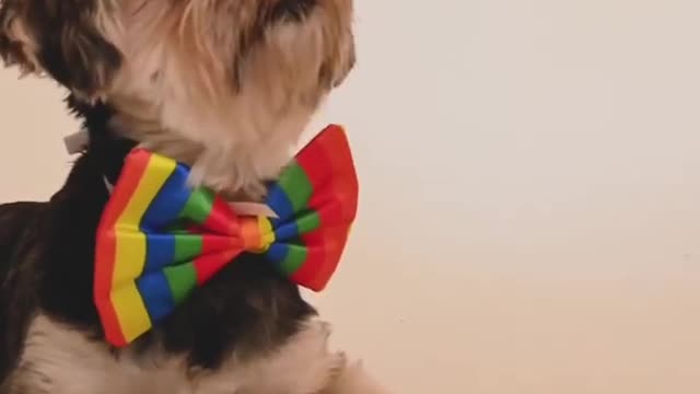 TikTok Dog | Puppy on a Tie | Viral Dog | Happy Dog