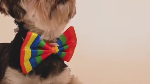 TikTok Dog | Puppy on a Tie | Viral Dog | Happy Dog