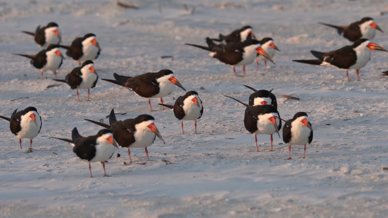 Our Unique Black Skimmers