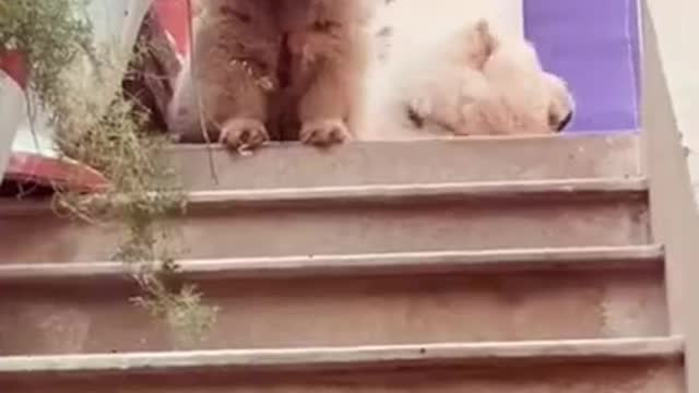 7.cute ... from tiktok @mariamrajpoot009 #shorts