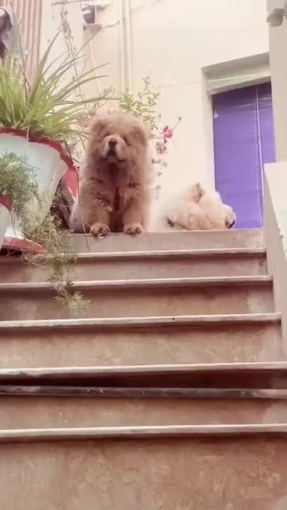 7.cute ... from tiktok @mariamrajpoot009 #shorts