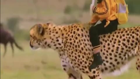 Cheetah & The Little #bravo #girl #cheetah #animal #viral #shorts #video