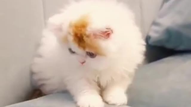 Best Funny Cats