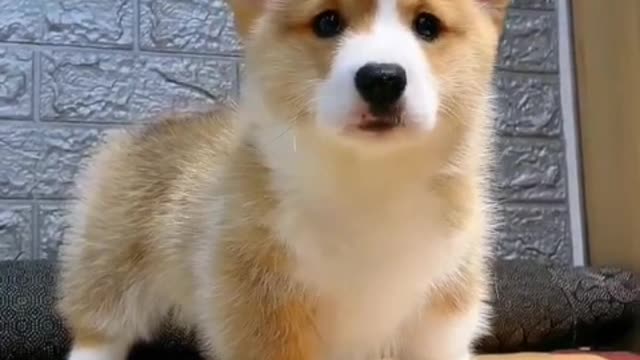 dear little corgi