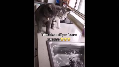 cat best funny video part-8