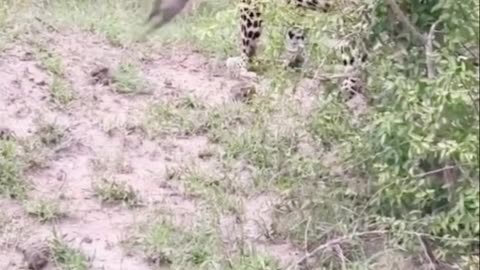 dog playing with kangaroo