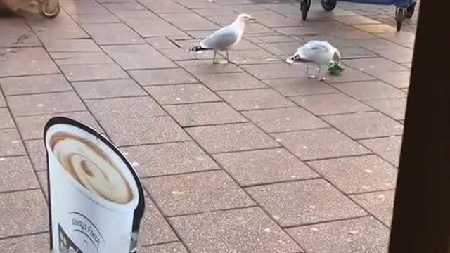 Bird stealing food in the store Funny videos