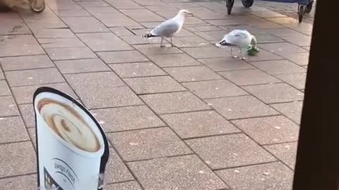 Bird stealing food in the store Funny videos