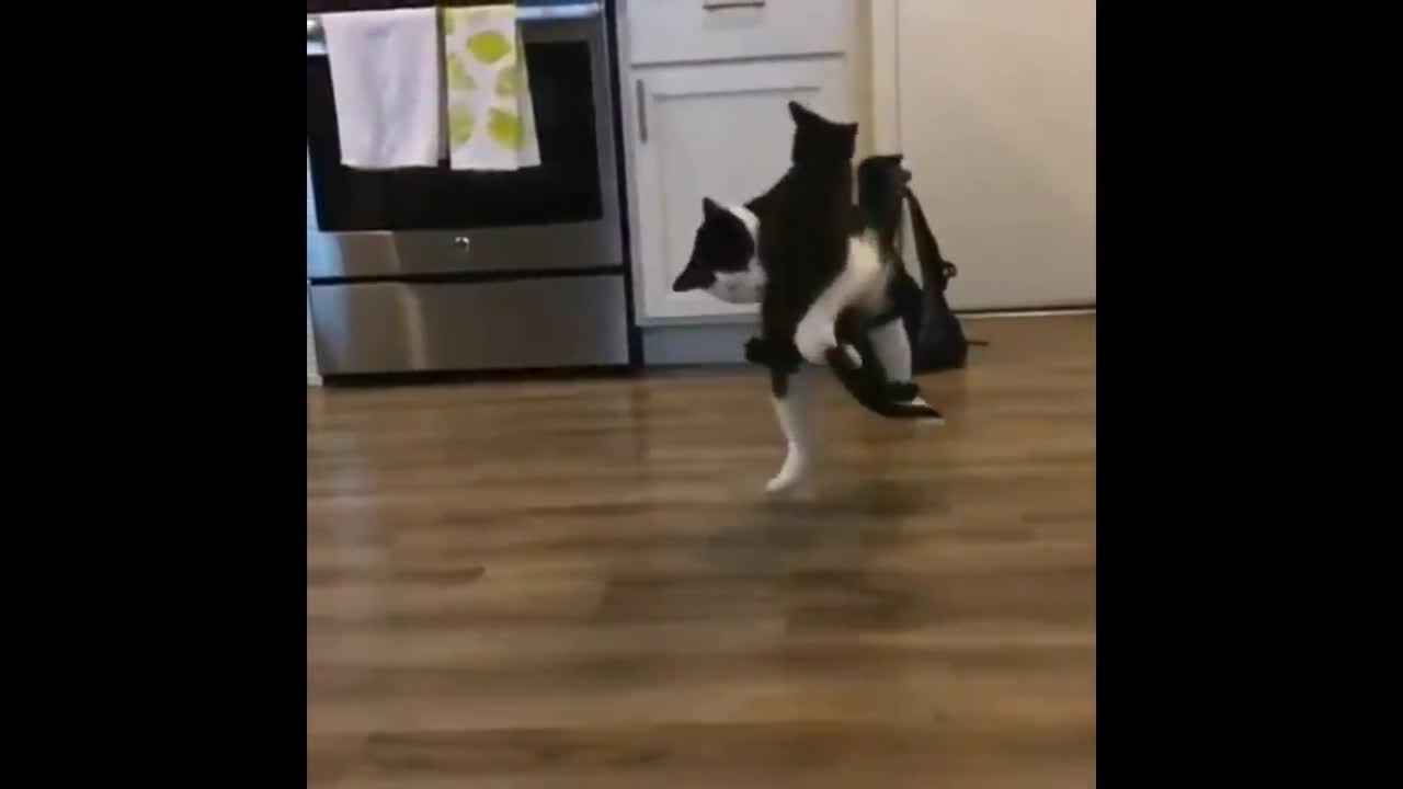 Cat spears other cat wwe style