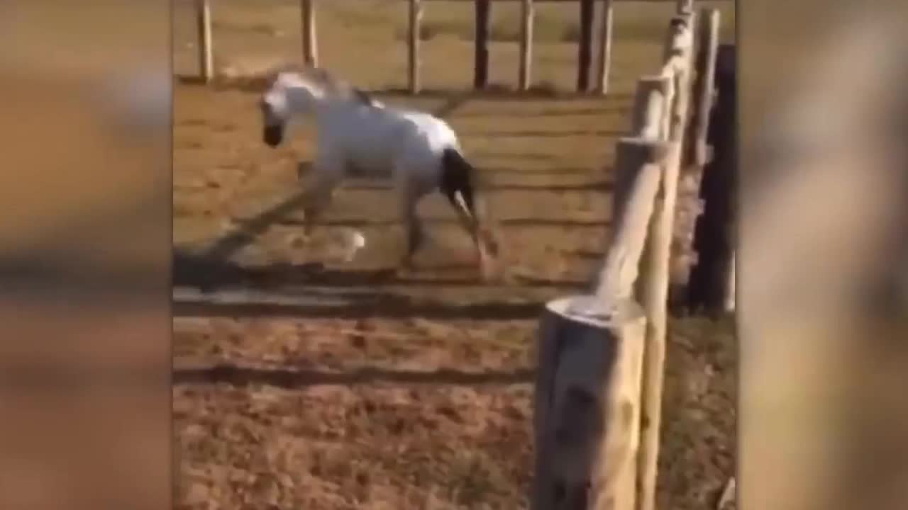 cock knows where to poke the horse