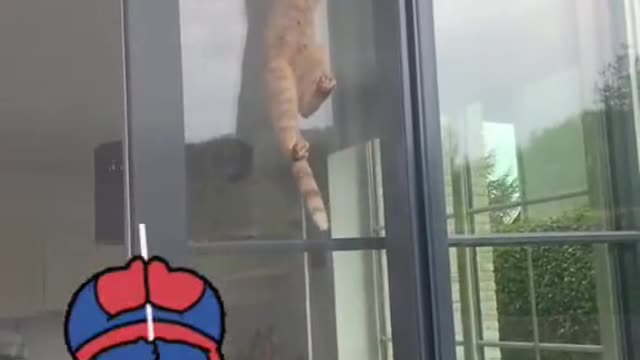 funny cat