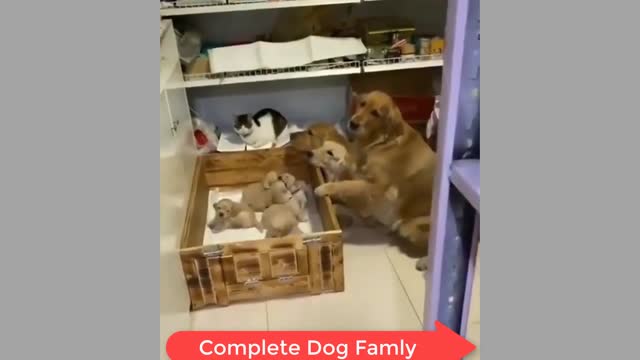 Complete Dog Family | and Beautiful Cat