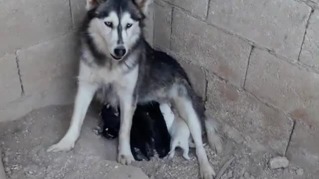 Dog mother love