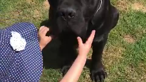 «Giant CANE CORSO dog shows teeth to child»