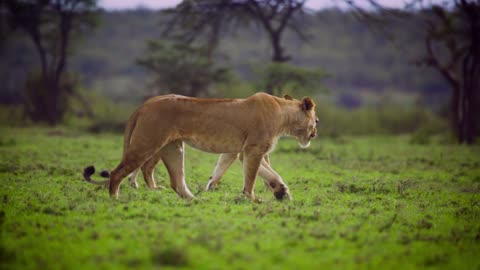 Free lions