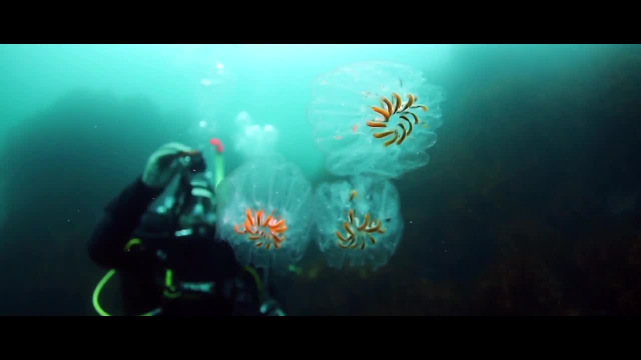 Diving with seal in underwater