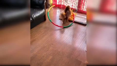 😂a stupid dog 🐶 tries to drag a circle into the valliere🤣