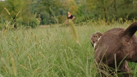 Factors associated with daily dog walking.