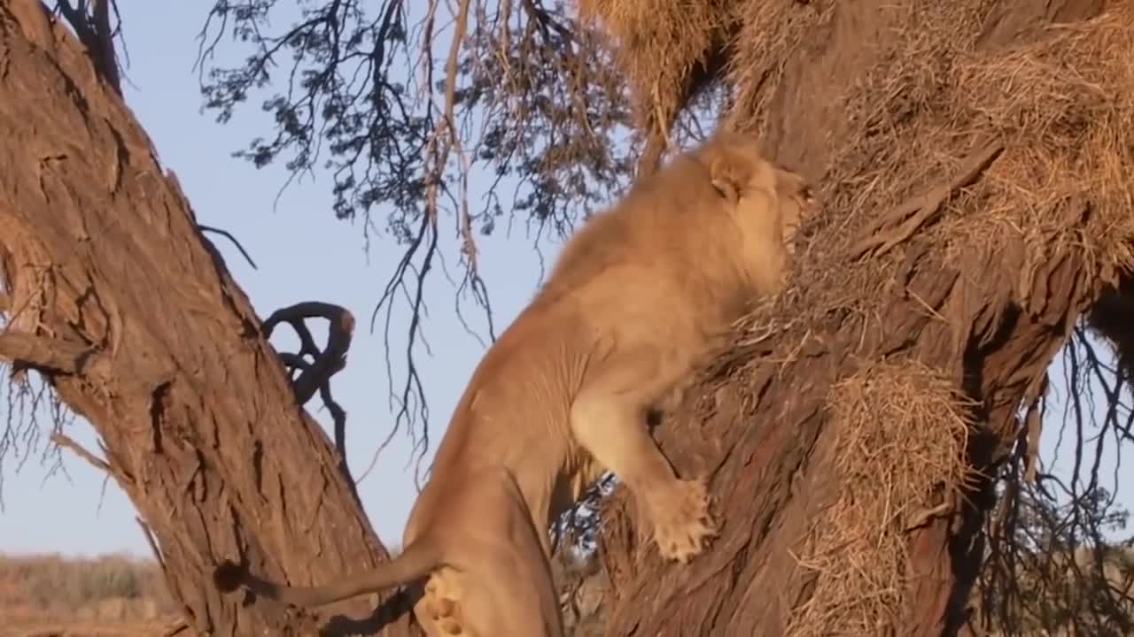 Incredible Battle for Survival - Wild Animals Fighting