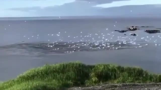 fish Gannets diving for fish in Newfoundland, Canada.