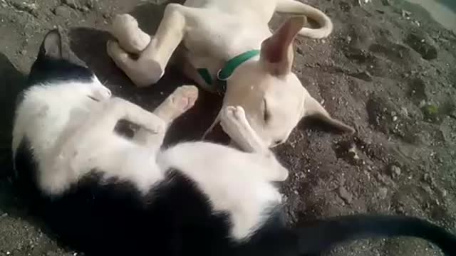 Surprising Dog and Cat Friendship