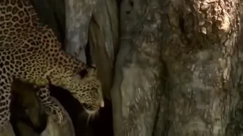 Wild Pig Attacks Lion Tiger Jaguar Dogs hunting Compilation_Cut.mp4
