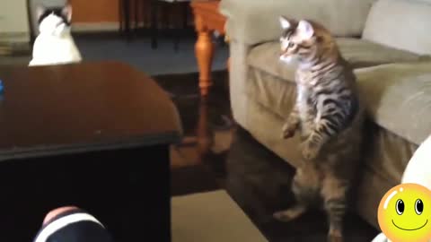 The funniest and most amazing cats you will see today