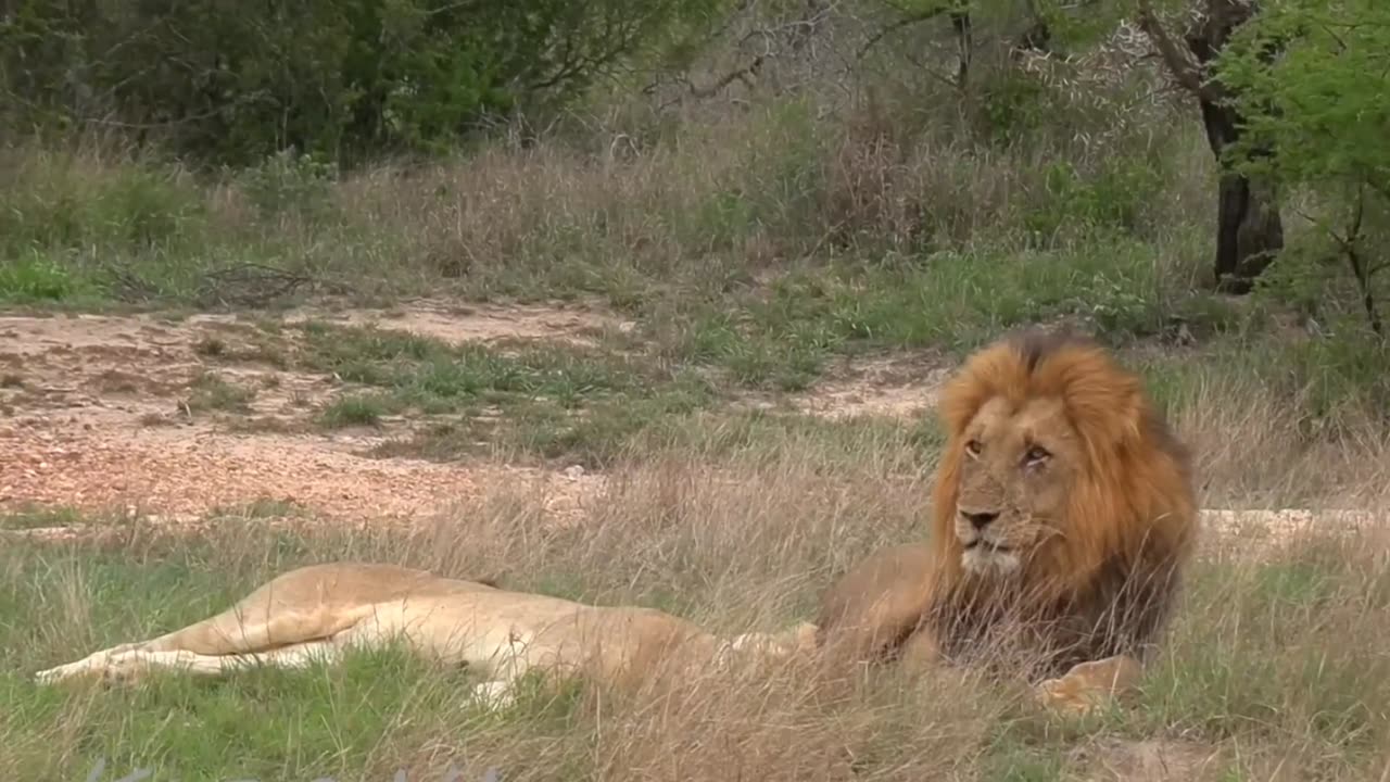 Lions Mating missionary style with Lioness From the forest. Part 2