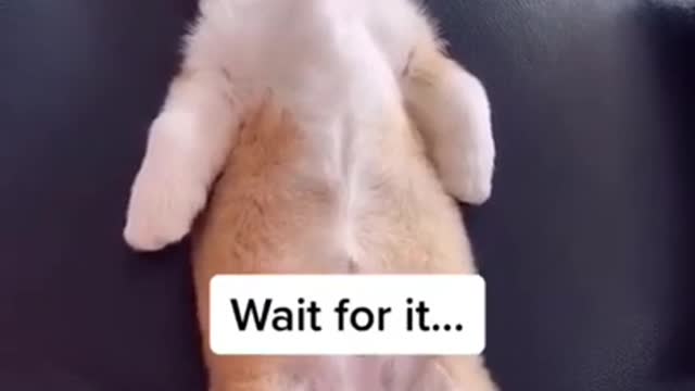 SOO CUTE - SLEEPING DOG