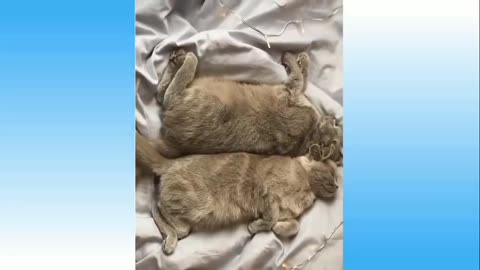 Cut cat funny video: cat in masti video