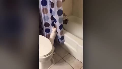 funny videos