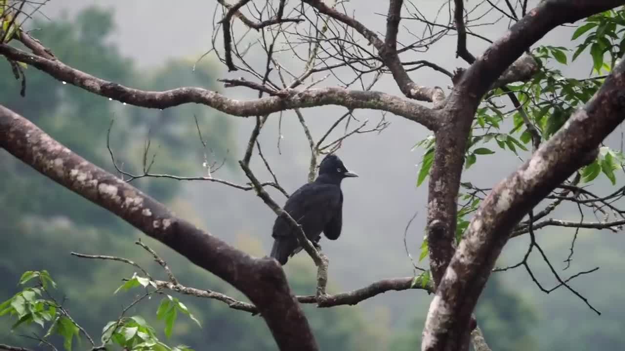 10 Most Unique Birds in the world