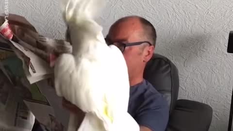 Animals Being Needy Compilation