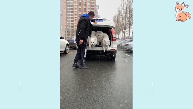 Cute puppies 😍 Funny puppies and Smart dogs compliation Videos